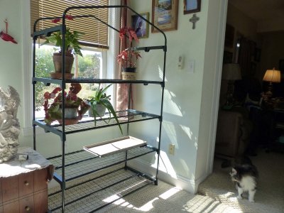 New flower shelf