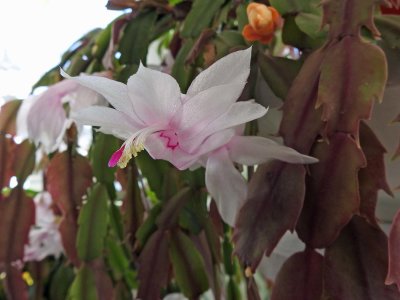 6 Dec White Christmas Cactus