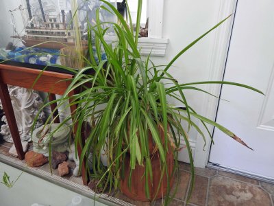 20 Dec Green plant