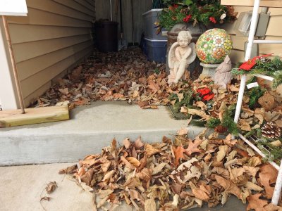 16 Dec Leaves