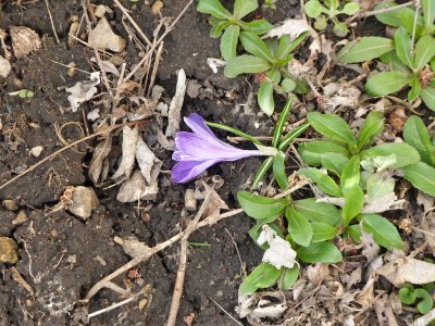 10 Apr Crocus croaked