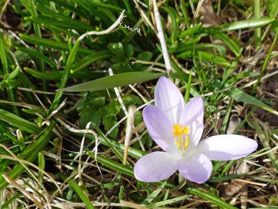 11 Apr The Crocus that lived