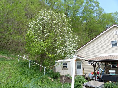 15 May Blossoms on the tree