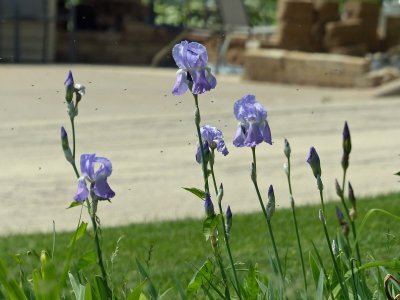 12 Jun Iris in the garden