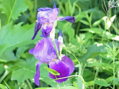 4 Jun Purple iris