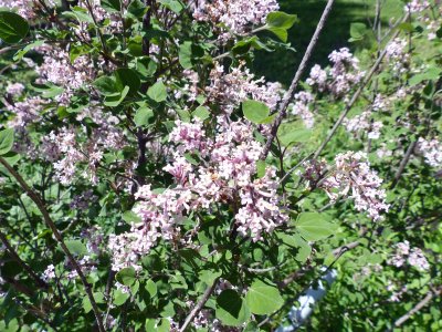 31 May Lilac transplant