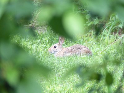 13 Jun Bunny in hiding