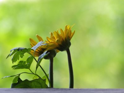 20 Jun Gerbera daisy in a planter