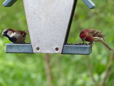 21 Jun Two birds at the feeder