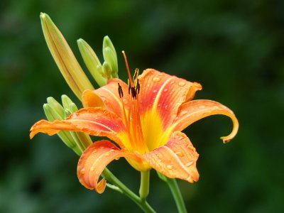 27 Jun Day lily