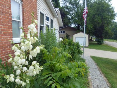 29 Jun Yucca in bloom