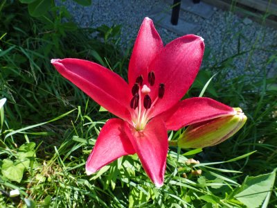 6 Jul Lovely lily