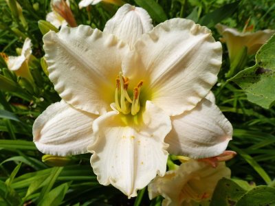 23 Jul Daylily