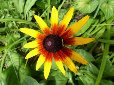 26 Jul Rudbeckia