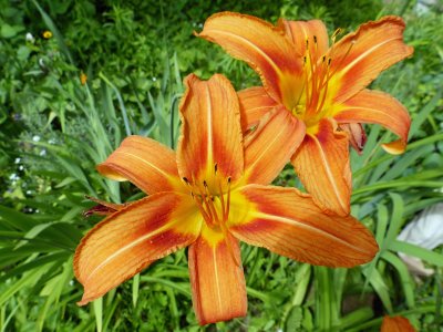 27 Jul Daylily