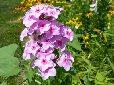 6 Aug Phlox Bright Eyes