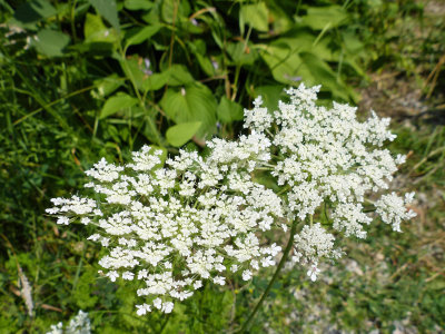 10 Aug Queen Anne Lace
