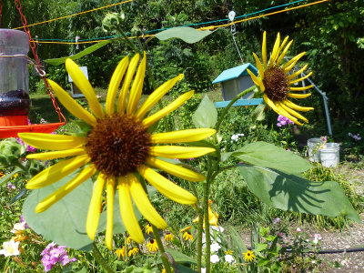 11 Aug Sun Flower