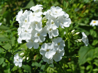 9 Aug Phlox White