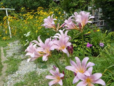 14 Aug Hardy Amaryllis 