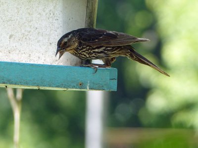 20 Aug Bird at the feeder