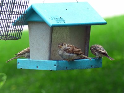 23 Aug Bird at the feeder