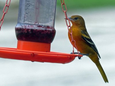 27 Aug Birds at the feeder