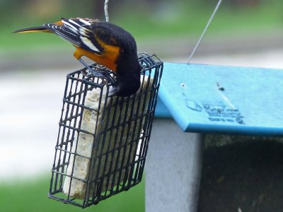 25 Aug Bird at the feeder