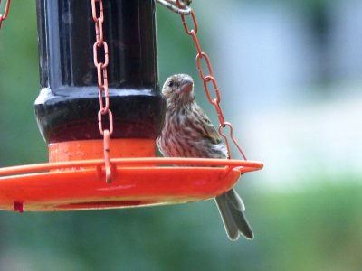 5 Sep More birds at the feeders