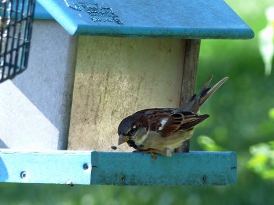 8 Sep More birds at the feeders 