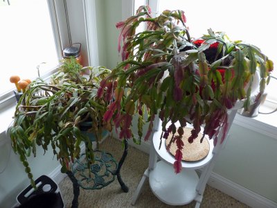 15 Sep Christmas cactus