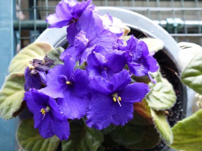 13 Sep Deep blue violet