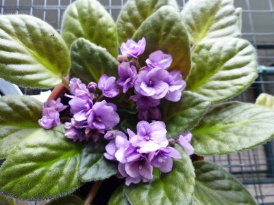 12 Sep Lighter violet