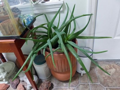 17 Sep Aloe