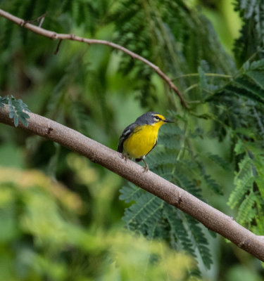 Adelaide_warbler4353.jpg