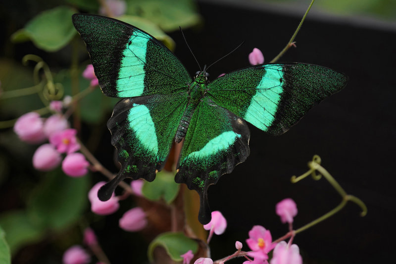 Green banded swallowtail butterfly - Papilio palinurus