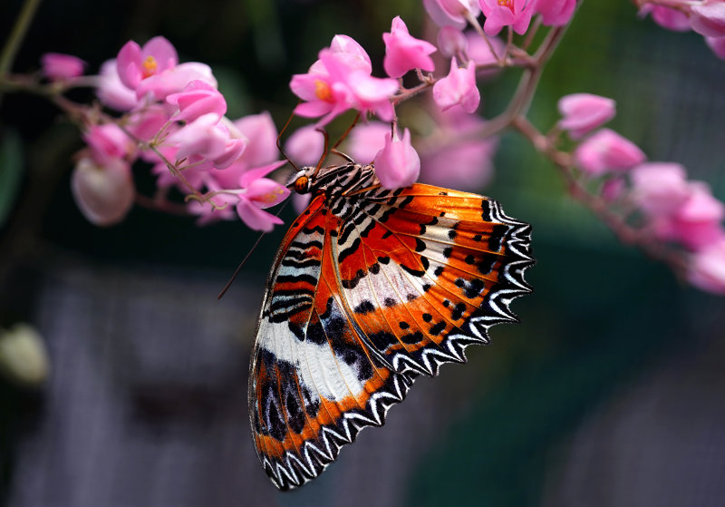 Malayan Lacewing  (Cethosia hypsea)