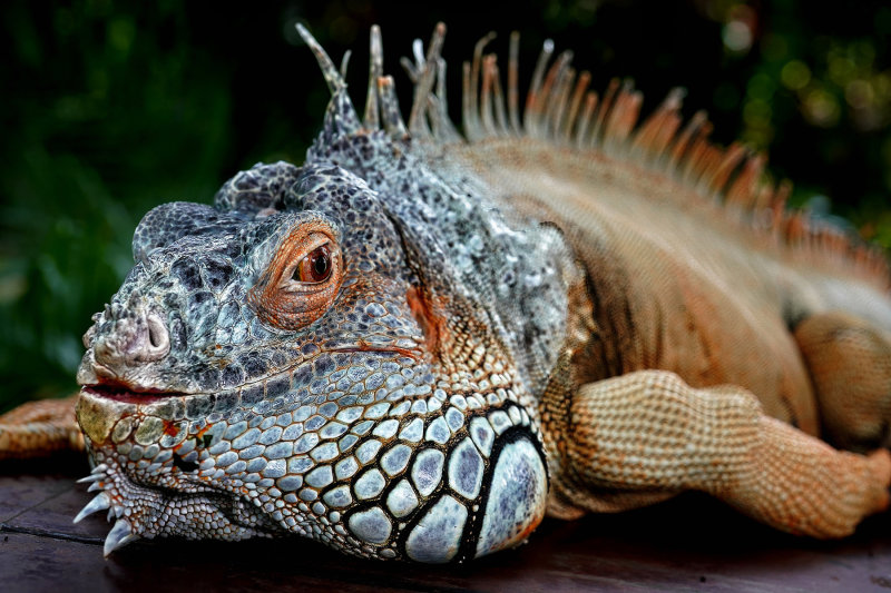 Up Close and Personal with the Green Iguana