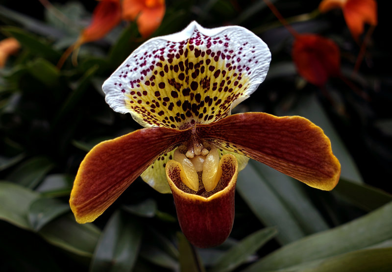 Slipper Orchid