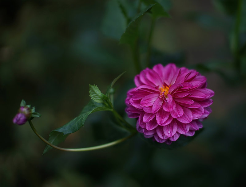 Dahlias