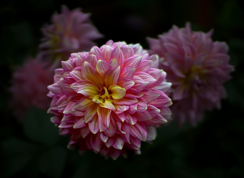 Dahlias