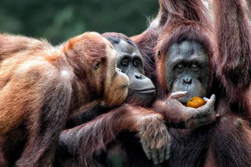 Sharing a treat