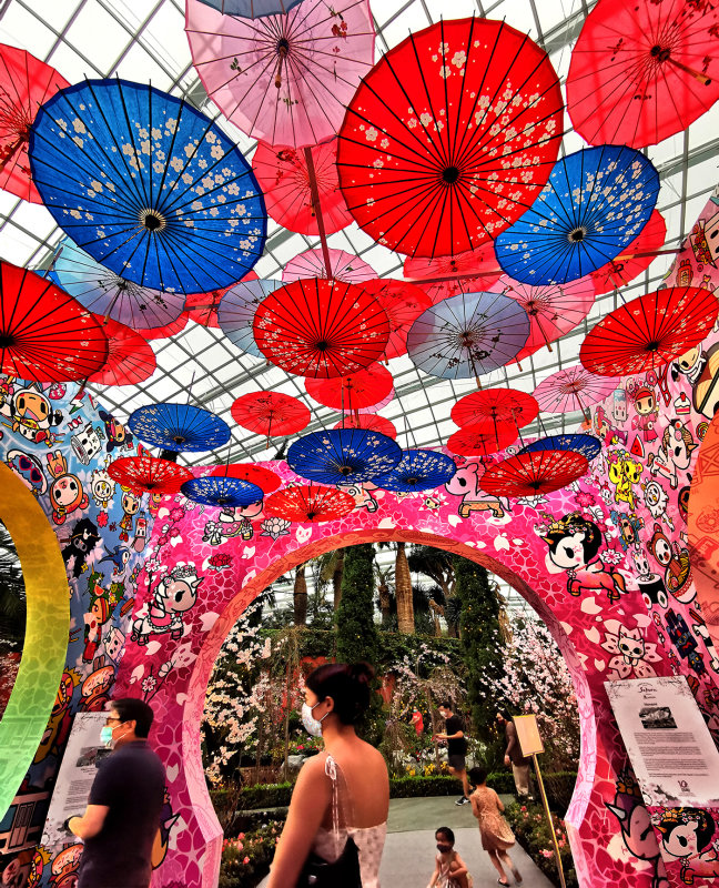 Sakura display at Singapore's Flower Dome conservatory