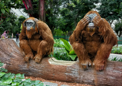 A Wondrous Encounter with the Orangutans