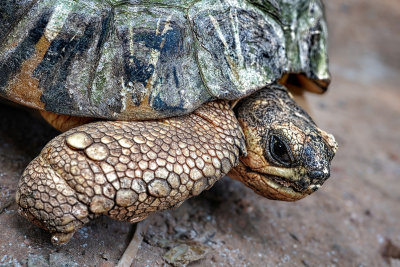 Radiated Tortoise