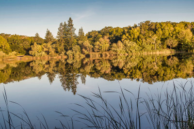 Spring Lake Reflection