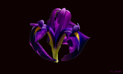 Japanese Iris