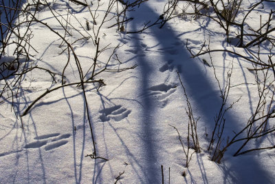 bunny footprints in the cold