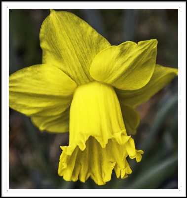 First Daffodill
