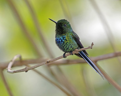 Costa Rica Birds - March 2019